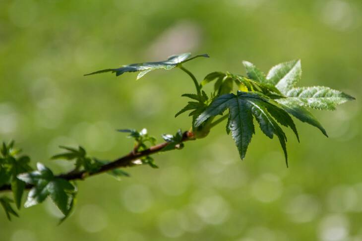 Madarak és fák napja Madarak és fák napja